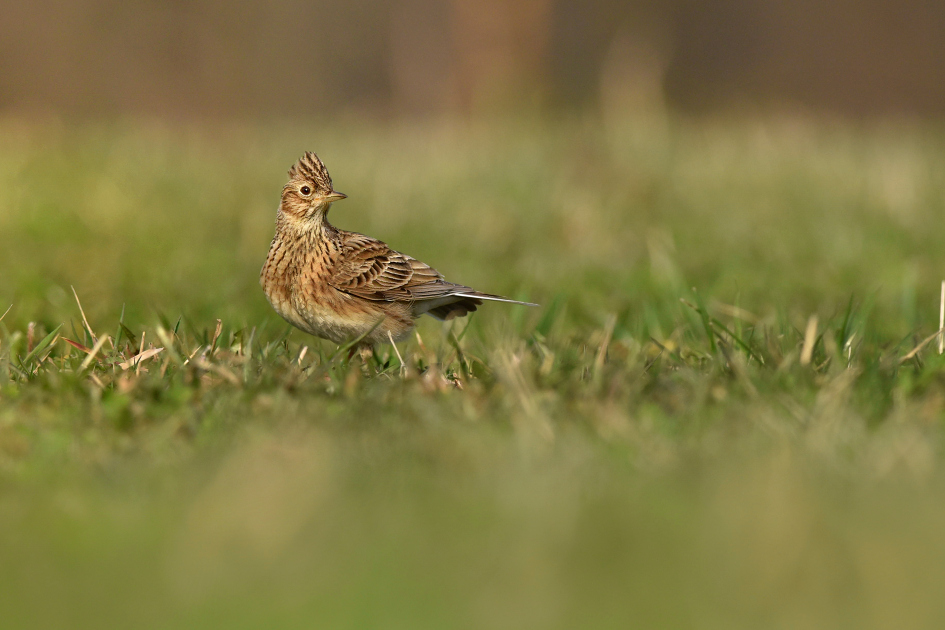 skřivan polní (07)