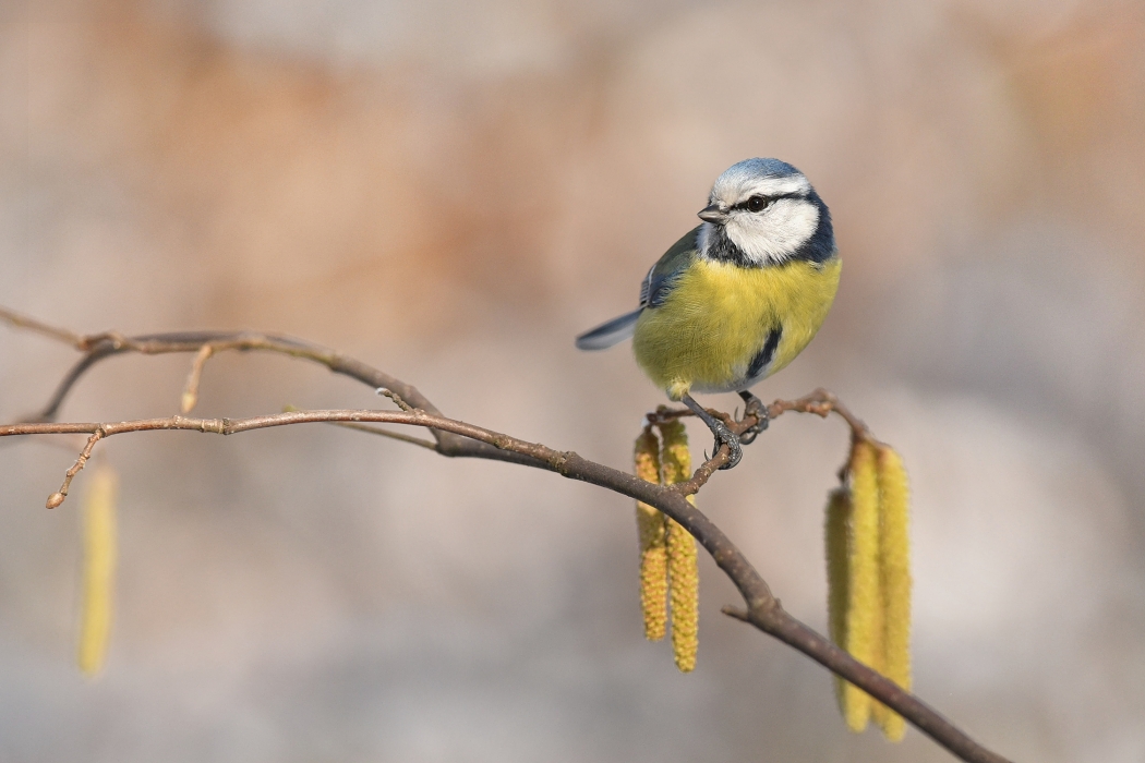 Z Sýkorka modřinka
