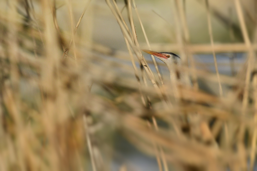 Bukáček malý (06)