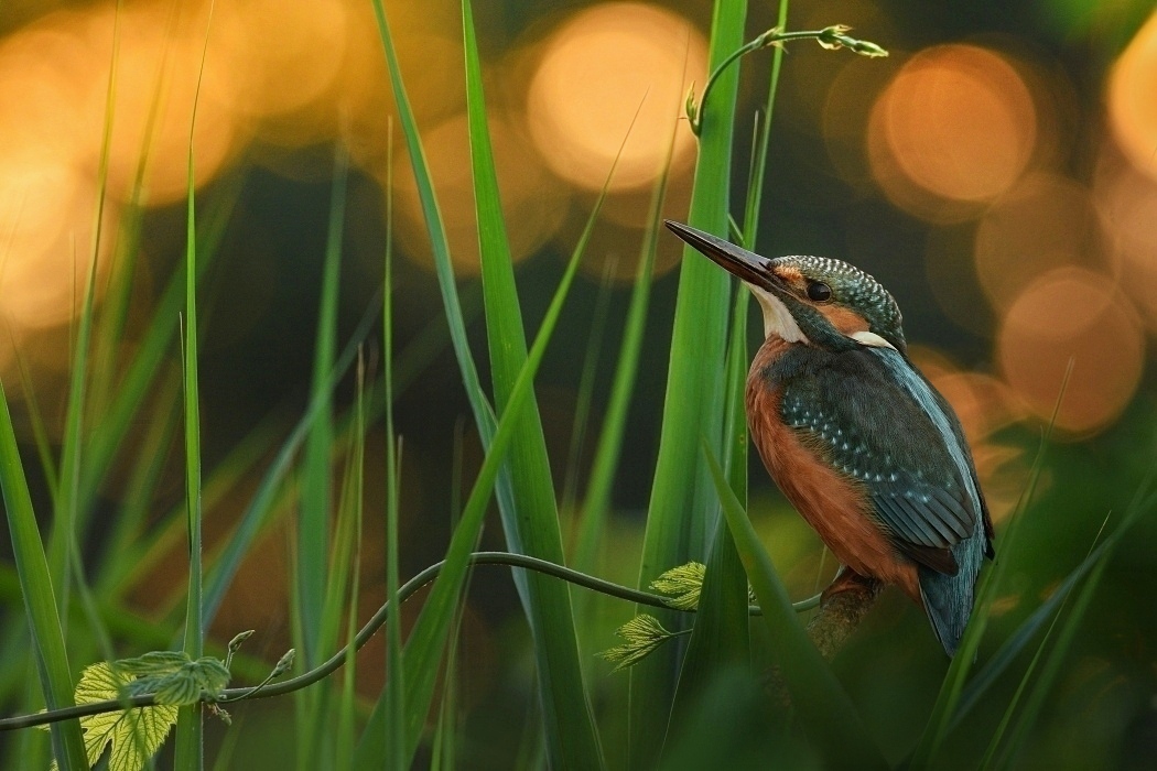 ledňáček říční (30)