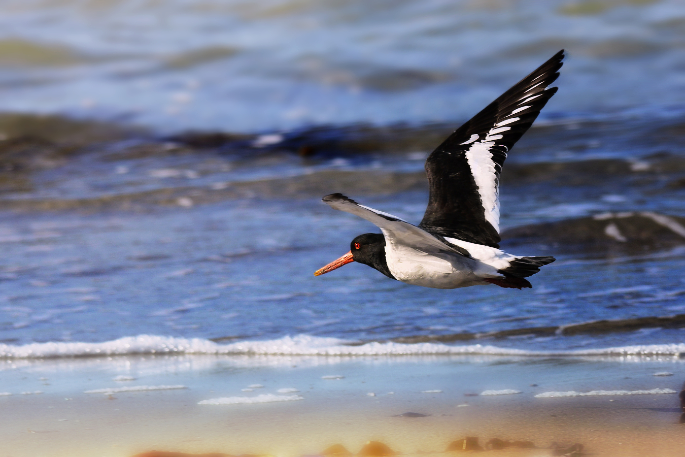 ústřičník velký (01)